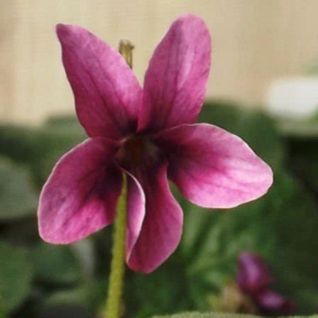 chloe violet|viola odorata chlore.